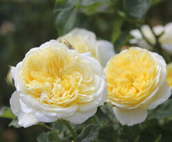 Роза английская Пилигрим нежно-желтый 5 л bn 3-летка