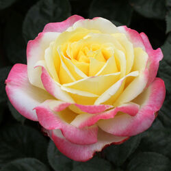 Роза чайно-гибридная Юбилей Кордеса Биколор Германия желто-розовый bn