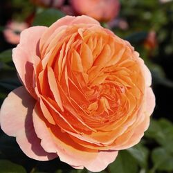 Роза шраб Чип&Дэйл bn розово-оранжевый 2 л