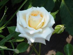 Роза флорибунда Ханимилк bn кремово-белый 5-10л л