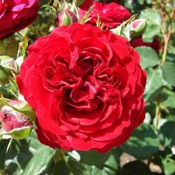 Роза флорибунда Фойерланд bn красный 5 л