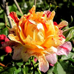 Роза флорибунда Нимет bn розовато-желтый с красными вкраплениями 5 л