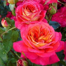 Роза флорибунда Мидсаммер (Германия) 4л