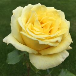 Роза плетистая Казино bn светло-желтый 5 л