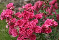 Роза спрей Меджик Пепита bn карминно-розовый 2 л