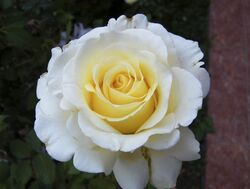 Роза чайно-гибридная Анастасия bn белый 5 л
