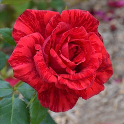 Роза чайно-гибридная Ред Интуишн bn темно-красный с алыми шрихами 5 л