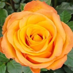 Роза чайно-гибридная Керио bn желтый 5 л