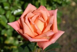 Роза чайно-гибридная Лолли Поп bn лососево-абрикосовый 2 л