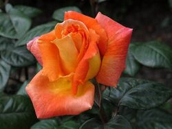 Роза чайно-гибридная Луи де Фюнес bn желтовато-оранжевый 5 л