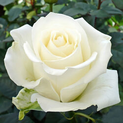 Роза чайно-гибридная Боинг bn белый