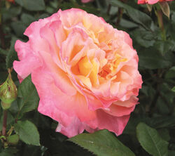 Роза чайно-гибридная Августа Луиза bn абрикосово-розовый 2л