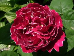 Роза шраб Барон Жирон де Лайон Франция пурпурный bn 5л 3-летка