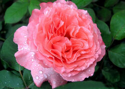 Роза шраб Лоран Каброль Франция лососево-розовый 5 л bn