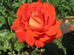 Роза чайно-гибридная Верано bn оранжевый 2 л