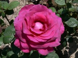 Роза чайно-гибридная Юрианда bn розово-фиолетовый 5 л