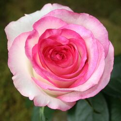 Роза чайно-гибридная Дольче Вита bn белый с розовой каймой 2 л