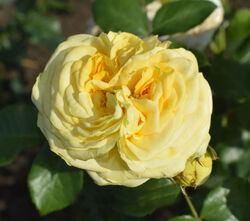 Роза чайно-гибридная Лемон Помпон bn желтый 5 л