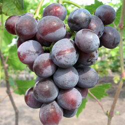 Виноград корнесобственный плодовый Виктория (красный) 2 л bn
