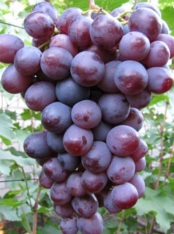 Виноград корнесобственный плодовый Низина (красный) 2 л bn