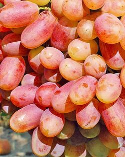 Виноград корнесобственный плодовый Преображение (розовый) 2 л bn