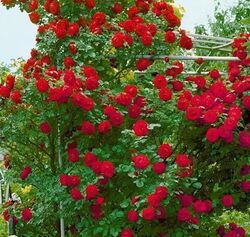 Роза плетистая Симпатия bn темно-красный 5 л