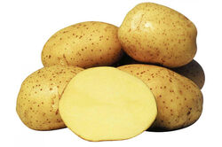 Картофель семенной КОЛЕТТЕ супер элита 2 кг