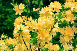 Рододендрон листопадный (азалия) Желтый 3л H10-20 bn