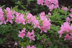 Азалия (Рододендрон листопадный) розовый 3л bn