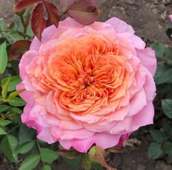 Роза шраб японская Мияби абрикосово-персиковый bn