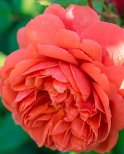 Роза английская Саммер Сонг оранжево-абрикосовый bn