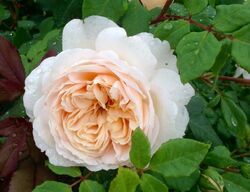 Роза английская Крокус Роуз нежно-желтый bn