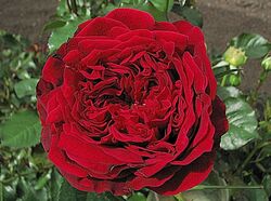 Роза английская Тесс пурпурный bn 6л