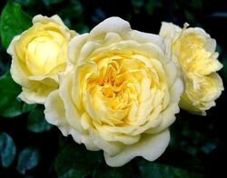 Роза шраб Анни Дюпрей Франция нежно-желтый bn