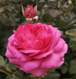 Роза чайно-гибридная Ив Пьяже Франция розовый bn