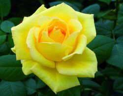 Роза чайно-гибридная Николя Юло Франция ярко-желтый bn
