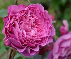 Роза шраб Вентило Франция розовый bn 6л