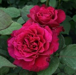 Роза флорибунда японская Вагулетта пурпурный bn