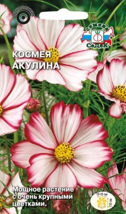 Семена космея Акулина белая с розовым кантом СЕДЕК 0,5 г