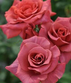 Роза чайно-гибридная Блэк Ти коричнево-красный bn