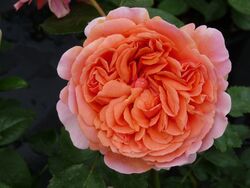 Роза шраб Чип&Дейл Германия розово-оранжевый bn 6л