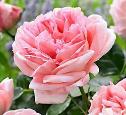 Роза чайно-гибридная Вояж Германия насыщенно-розовый bn