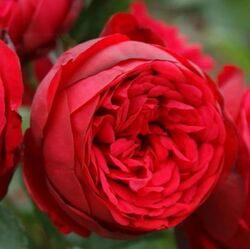 Роза чайно-гибридная Пиано Германия ярко-красный bn