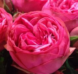 Роза чайно-гибридная Пинк Пиано Германия розовый bn 6л