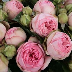 Роза спрей Чарминг Пиано Германия нежно-розовый bn