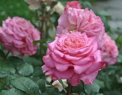 Роза чайно-гибридная Эшли Германия насыщенно-розовый bn