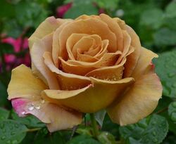 Роза чайно-гибридная Хани Дижон золотисто-коричневый bn