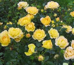 Роза почвопокровная Еллоу Фэйри лимонно-желтый bn