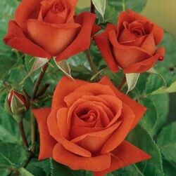 Роза спрей Джиззабель кирпично-оранжевый bn