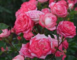 Роза спрей Сафина кремово-розовый bn 6л